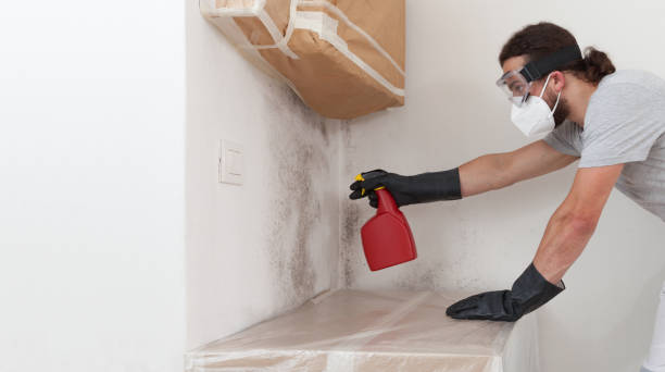 Professional Basement Mold Remediation technician working in Dolphin, VA
