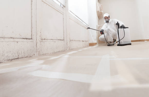 24/7 Emergency Basement Mold Remediation experts in Dolphin, VA