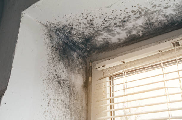 Affordable Basement Mold Remediation solutions in Dolphin, VA
