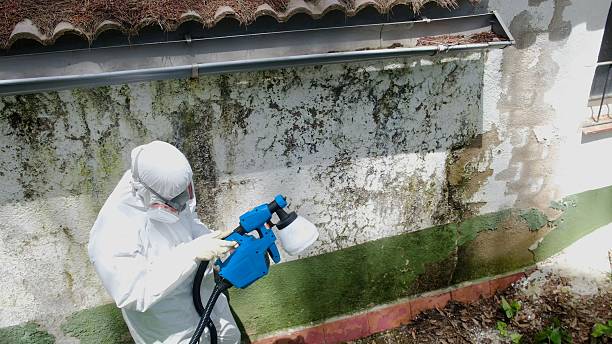 Top rated local Basement Mold Remediation specialists in Dolphin, VA